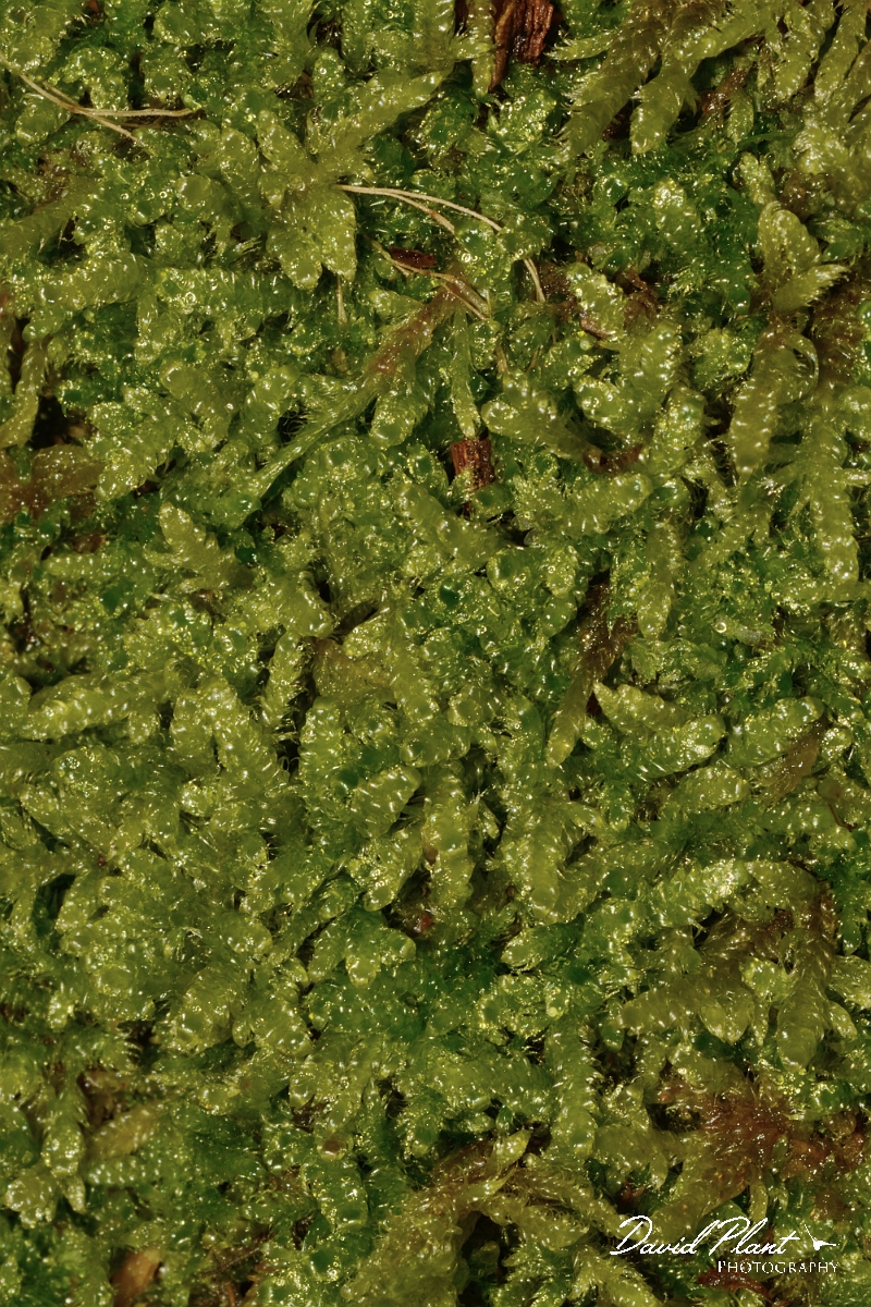 DP Photography - Wildlife Photography - Cypress-leaved plait-moss, Hypnum cupressiforme - C.jpg - Cypress-leaved plait-moss, Hypnum cupressiforme - Cambridgeshire