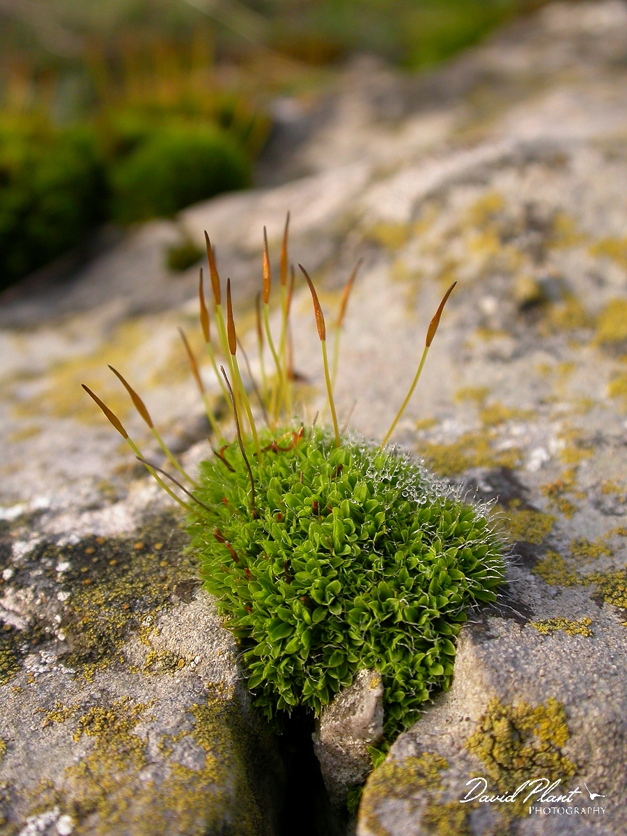 David Plant Photography - Wildlife Photographer - Tortula muralis - B.jpg - Wall screw-moss, Tortula muralis - Somerset