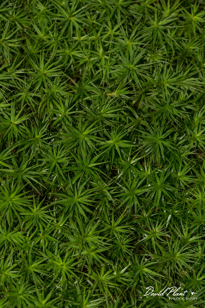 David Plant Photography - Wildlife Photography - Bank haircap, Polytrichastrum formosum - A.jpg - Bank haircap, Polytrichastrum formosum - Essex