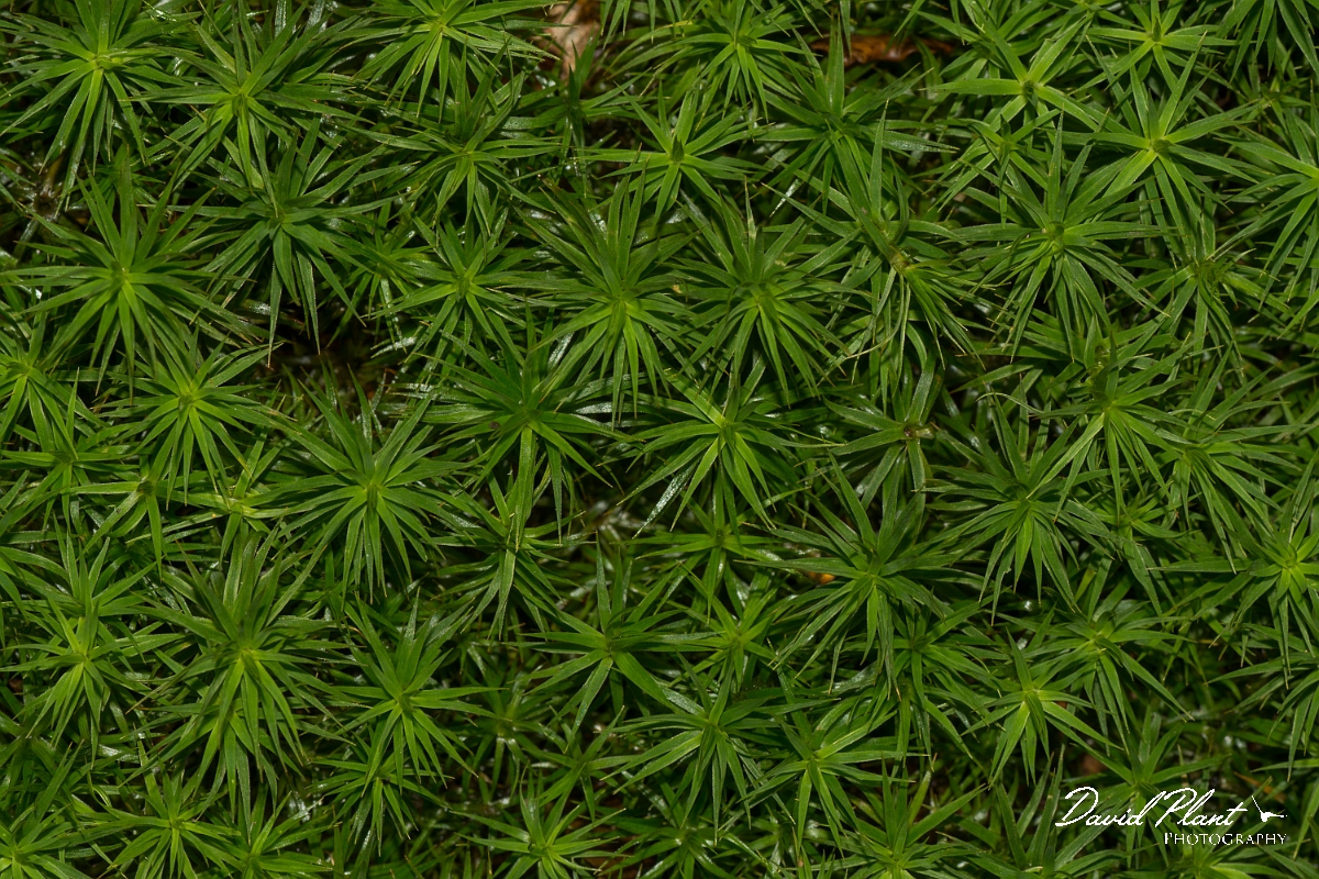David Plant Photography - Wildlife Photography - Bank haircap, Polytrichastrum formosum - B.jpg - Bank haircap, Polytrichastrum formosum - Essex
