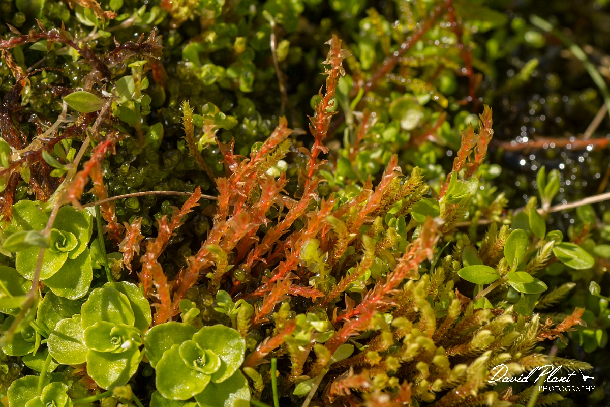 David Plant Photography - Wildlife Photography - Bryum weigelii - A.jpg - Duvall's thread-moss, Bryum weigelii - Perthshire