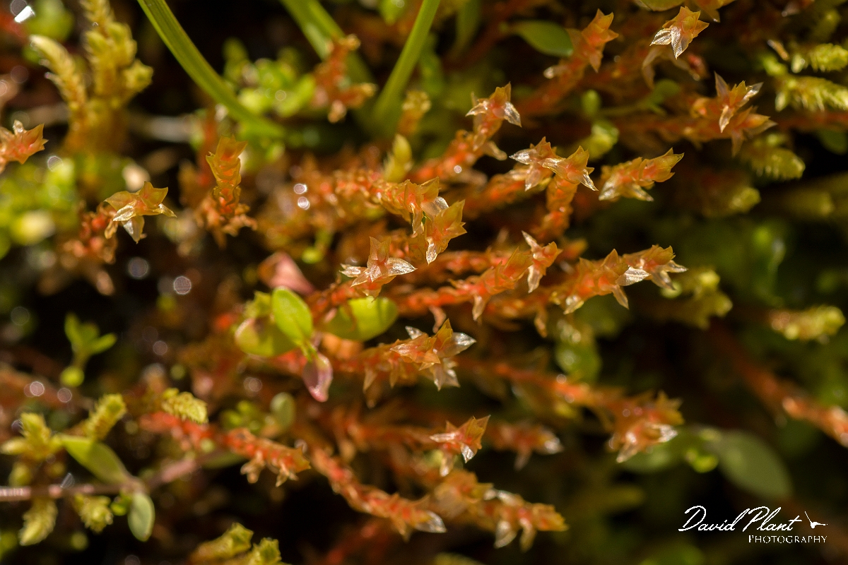 David Plant Photography - Wildlife Photography - Bryum weigelii - B.jpg - Duvall's thread-moss, Bryum weigelii - Perthshire