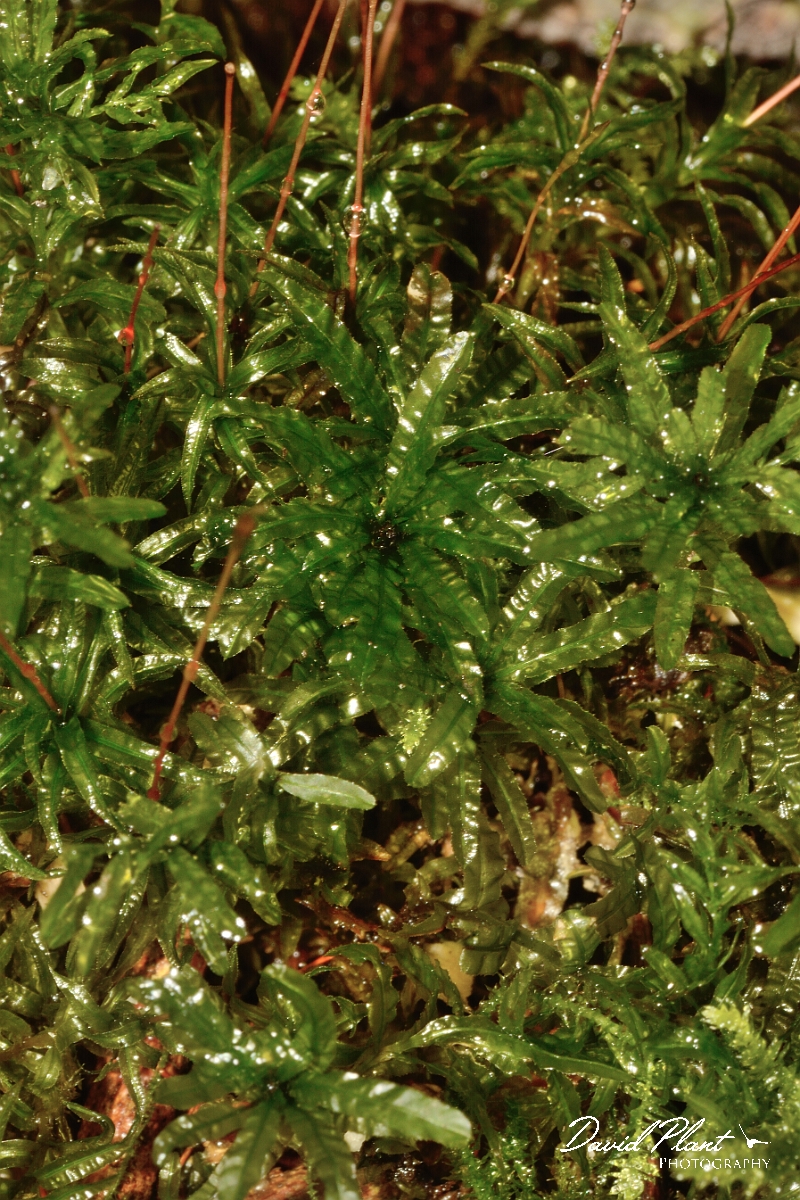 David Plant Photography - Wildlife Photography - Common smoothcap, Atrichum undulatum - A.jpg - Common smoothcap, Atrichum undulatum - Cambridgeshire
