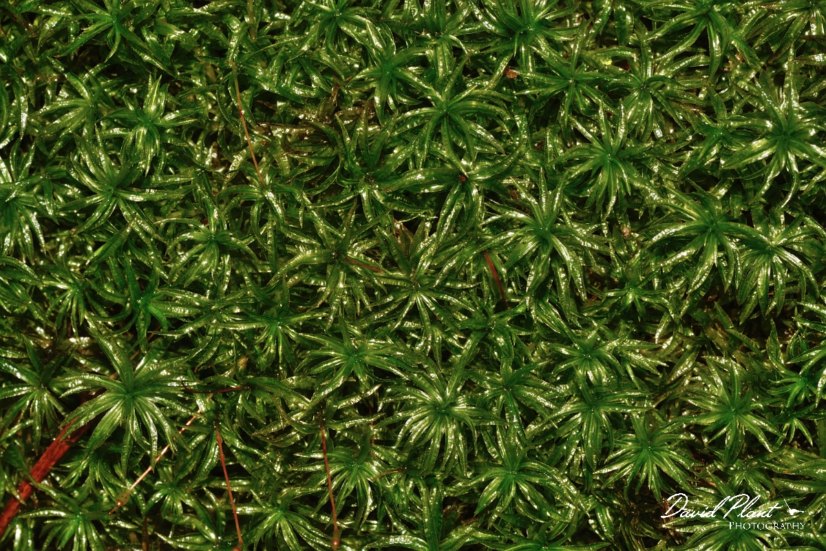 David Plant Photography - Wildlife Photography - Common smoothcap, Atrichum undulatum - C.jpg - Common smoothcap, Atrichum undulatum - Cambridgeshire