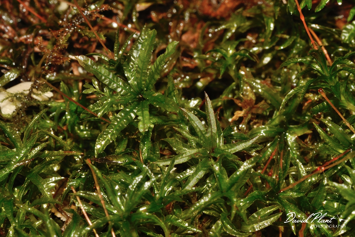 David Plant Photography - Wildlife Photography - Common smoothcap, Atrichum undulatum - vB.jpg - Common smoothcap, Atrichum undulatum - Cambridgeshire