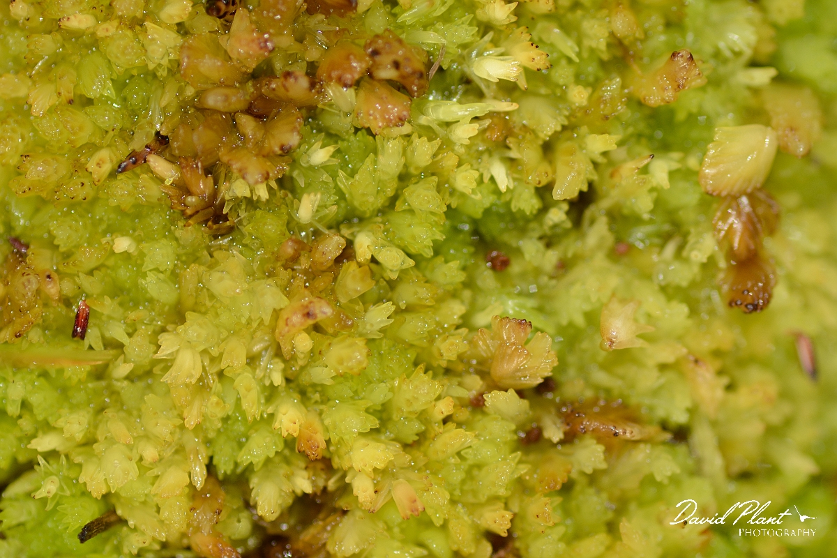 David Plant Photography - Wildlife Photography - Compact bog-moss, Sphagnum compactum - A.jpg - Compact bog-moss, Sphagnum compactum - Dorset