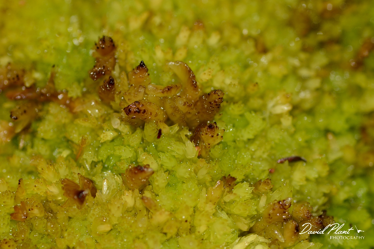 David Plant Photography - Wildlife Photography - Compact bog-moss, Sphagnum compactum - B.jpg - Compact bog-moss, Sphagnum compactum close-up - Dorset
