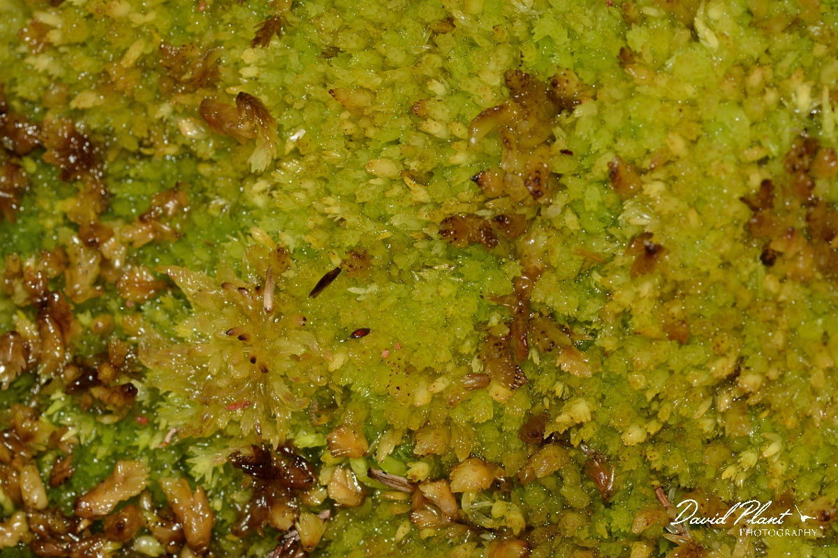 David Plant Photography - Wildlife Photography - Compact bog-moss, Sphagnum compactum - C.jpg - Compact bog-moss, Sphagnum compactum - Dorset