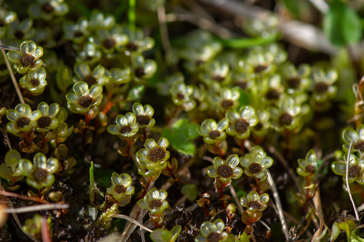 David Plant Photography - Wildlife Photography - Dotted thyme-moss, Rhizomnium punctatum - A.jpg - Dotted thyme-moss, Rhizomnium punctatum - Cornwall