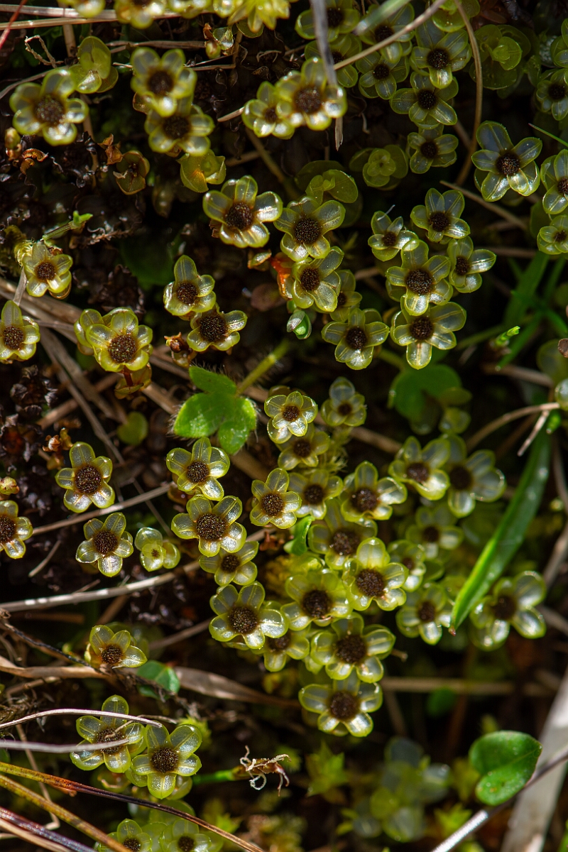 David Plant Photography - Wildlife Photography - Dotted thyme-moss, Rhizomnium punctatum - B.jpg - Dotted thyme-moss, Rhizomnium punctatum - Cornwall