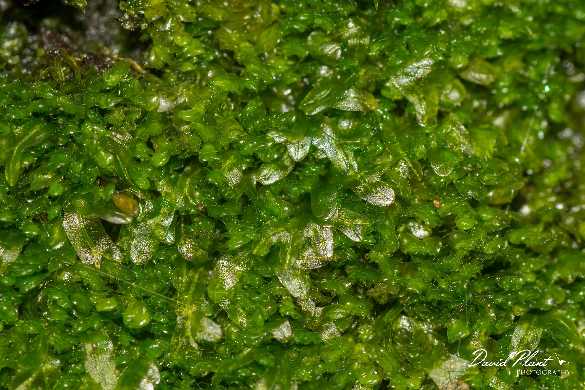 David Plant Photography - Wildlife Photography - Forked veilwort, Metzgeria furcata - A.jpg - Forked veilwort, Metzgeria furcata - Essex