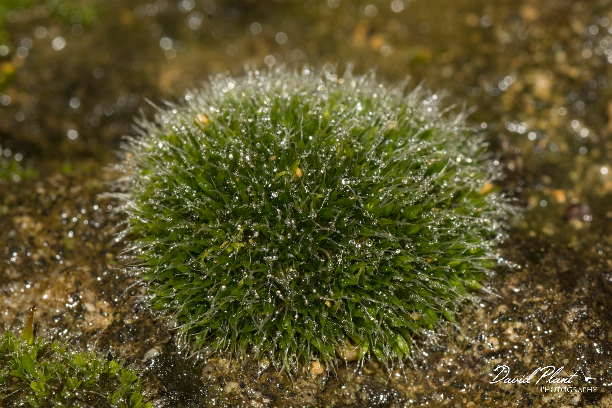 David Plant Photography - Wildlife Photography - Grey-cushioned grimmia, Grimmia pulvinata - A.jpg - Grey-cushioned grimmia, Grimmia pulvinata - Cambridgeshire