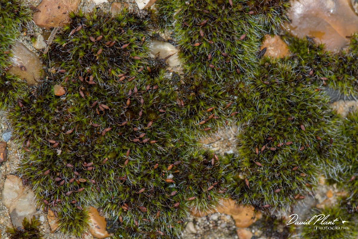 David Plant Photography - Wildlife Photography - Grey-cushioned grimmia, Grimmia pulvinata - C.jpg - Grey-cushioned grimmia, Grimmia pulvinata - Kent