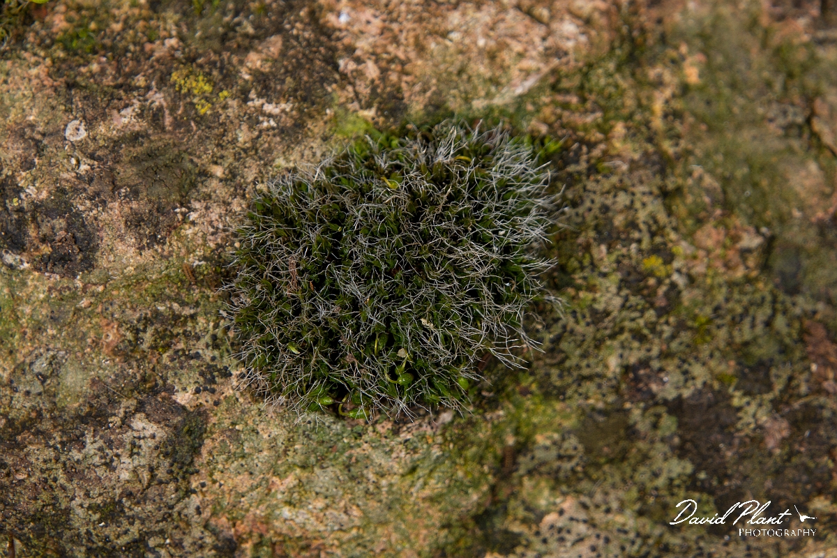 David Plant Photography - Wildlife Photography - Grey-cushioned grimmia, Grimmia pulvinata - D.JPG - Grey-cushioned grimmia, Grimmia pulvinata - Cotswolds