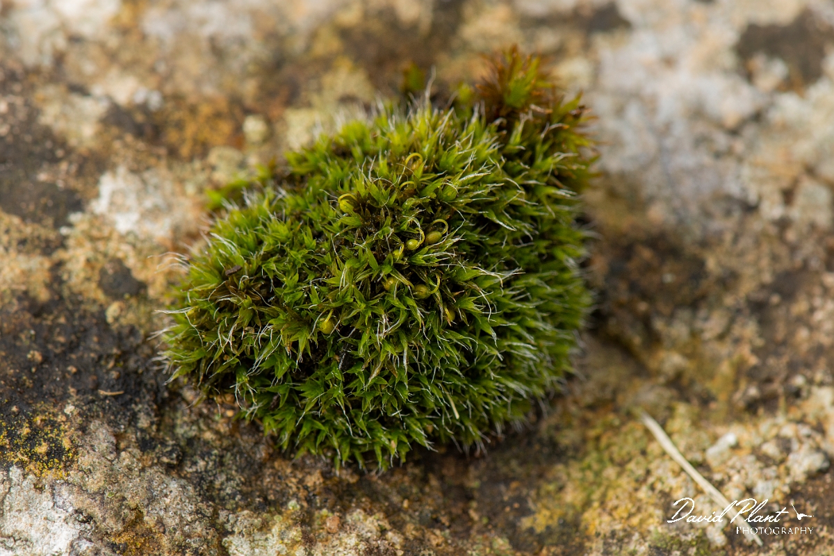 David Plant Photography - Wildlife Photography - Grey-cushioned grimmia, Grimmia pulvinata - E.JPG - Grey-cushioned grimmia, Grimmia pulvinata - Cotswolds