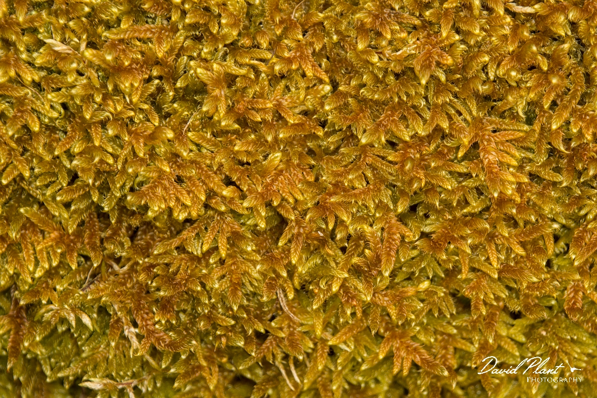 David Plant Photography - Wildlife Photography - Hypnum lacunosum - A.jpg - Great plaint-moss, Hypnum lacunosum - Ayrshire