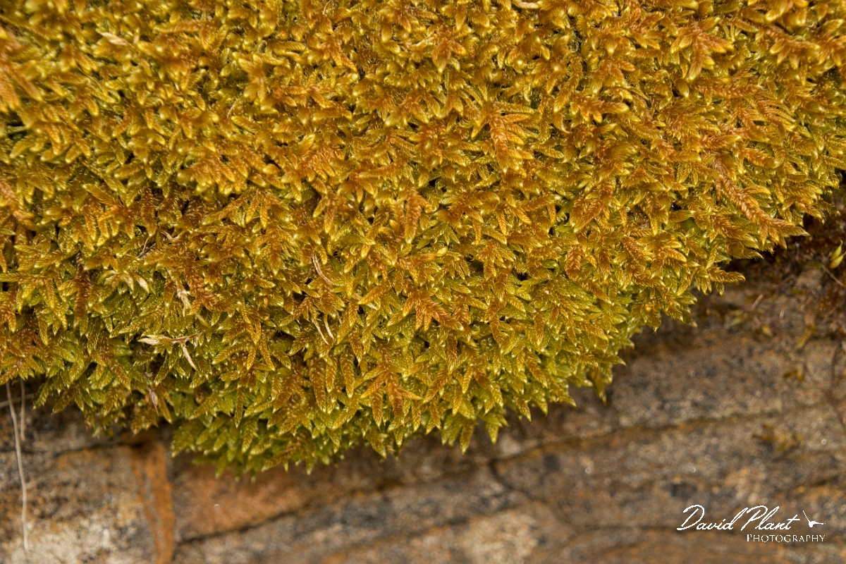 David Plant Photography - Wildlife Photography - Hypnum lacunosum - B.jpg - Great plaint-moss, Hypnum lacunosum - Ayrshire