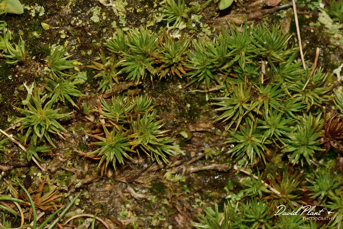 David Plant Photography - Wildlife Photography - Juniper haircap, Polytrichum juniperinum - A.jpg - Juniper haircap, Polytrichum juniperinum - Norfolk