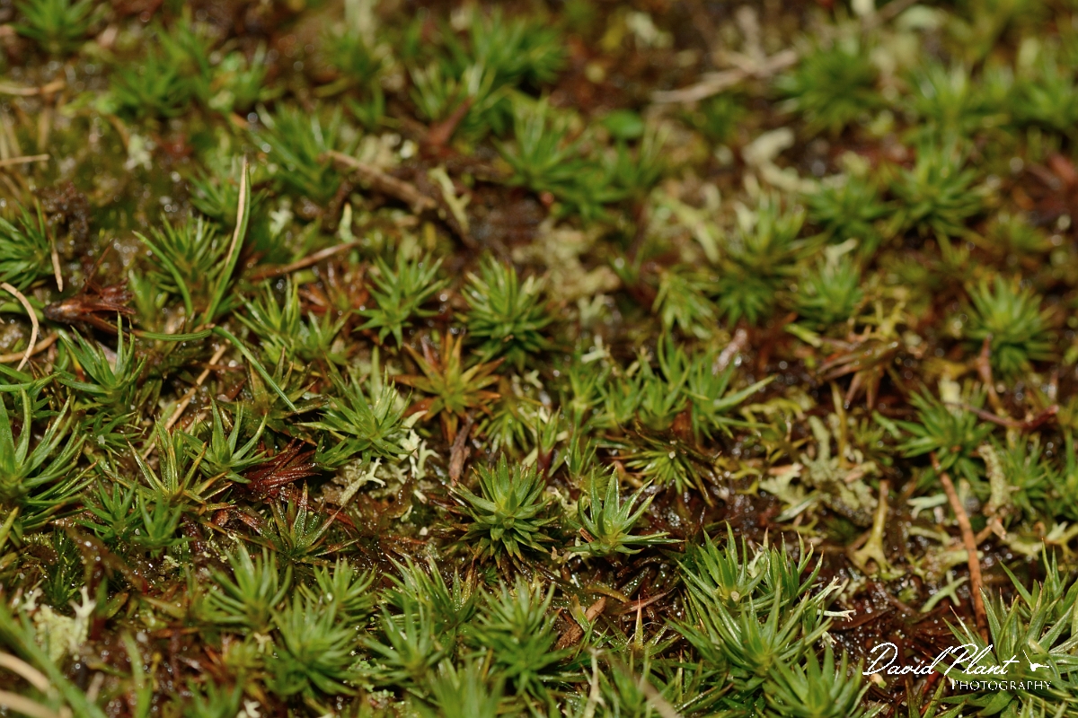 David Plant Photography - Wildlife Photography - Juniper haircap, Polytrichum juniperinum - B.jpg - Juniper haircap, Polytrichum juniperinum - Norfolk