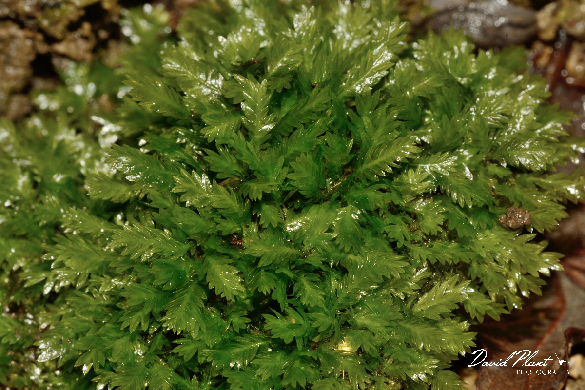 David Plant Photography - Wildlife Photography - Lesser pocket-moss, Fissidens bryoides - A.jpg - Lesser pocket-moss, Fissidens bryoides - Cambridgeshire