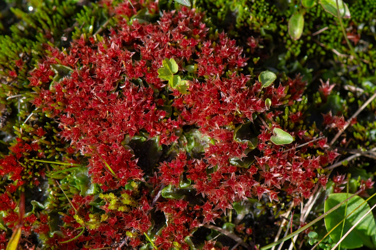 David Plant Photography - Wildlife Photography - Pale thread-moss, Bryum pallens - A.jpg - Pale thread-moss, Bryum pallens - Cornwall