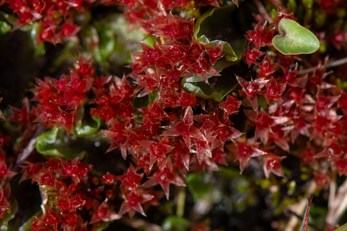 David Plant Photography - Wildlife Photography - Pale thread-moss, Bryum pallens - B.jpg - Pale thread-moss, Bryum pallens - Cornwall