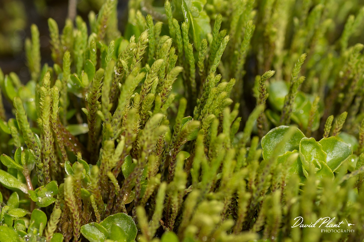 David Plant Photography - Wildlife Photography - Philonotis fontana - A.jpg - Fountain apple-moss, Philonotis fontana - Perthshire