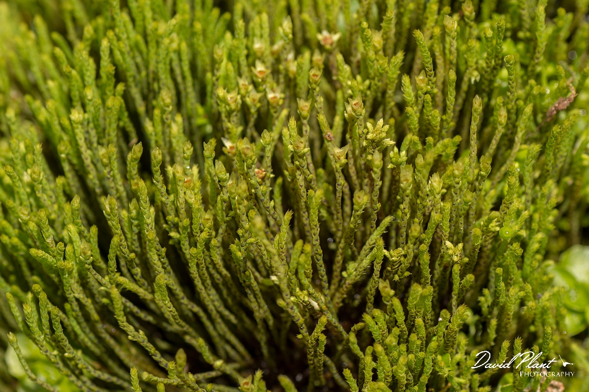 David Plant Photography - Wildlife Photography - Philonotis fontana - B.jpg - Fountain apple-moss, Philonotis fontana - Perthshire