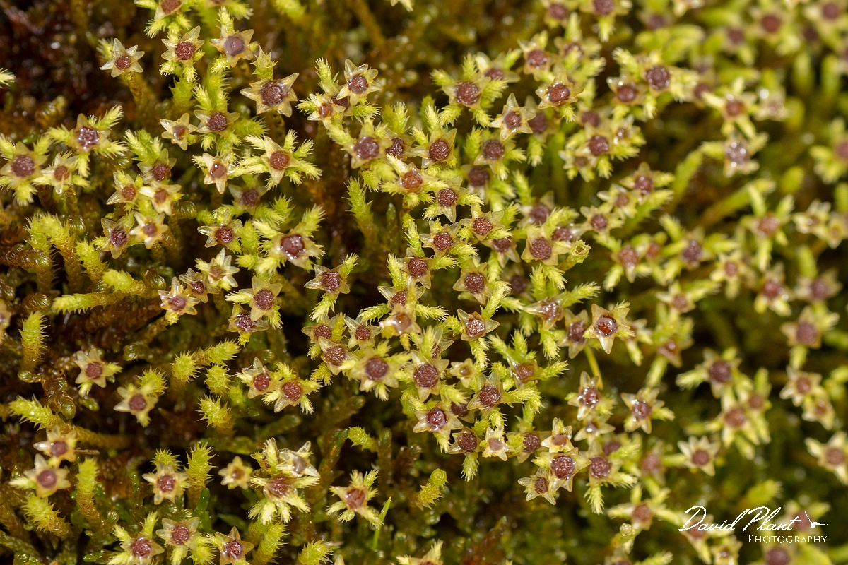 David Plant Photography - Wildlife Photography - Philonotis fontana - C.jpg - Fountain apple-moss, Philonotis fontana - Perthshire