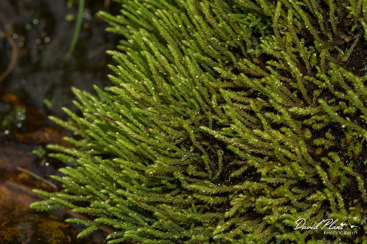 David Plant Photography - Wildlife Photography - Philonotis fontana - D.jpg - Fountain apple-moss, Philonotis fontana - County Durham