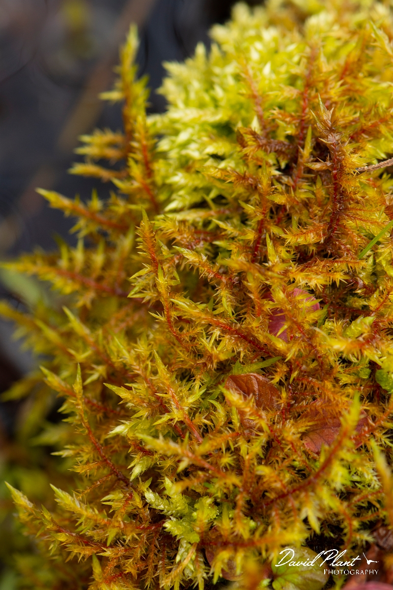 David Plant Photography - Wildlife Photography - Pointed spear-moss, Calliergonella cuspidata - A.JPG - Pointed spear-moss, Calliergonella cuspidata - Cotswolds