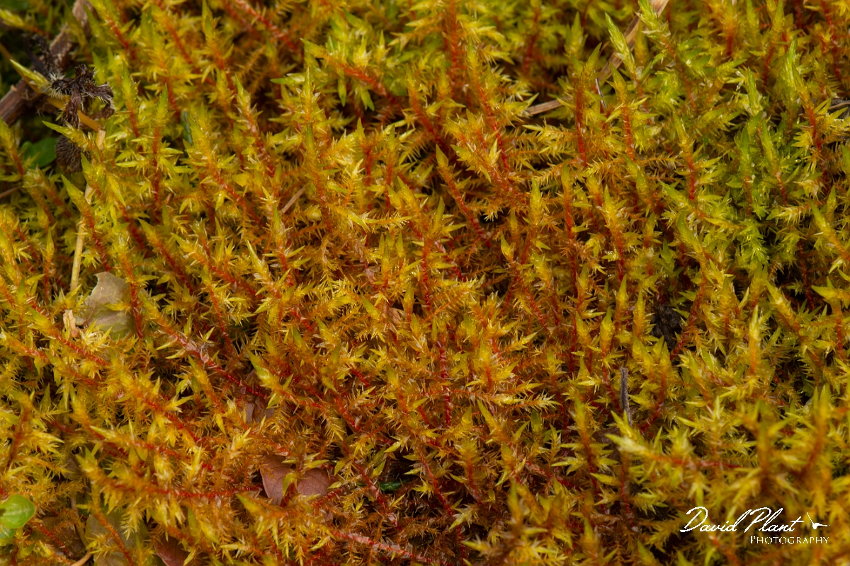 David Plant Photography - Wildlife Photography - Pointed spear-moss, Calliergonella cuspidata - B.JPG - Pointed spear-moss, Calliergonella cuspidata - Cotswolds