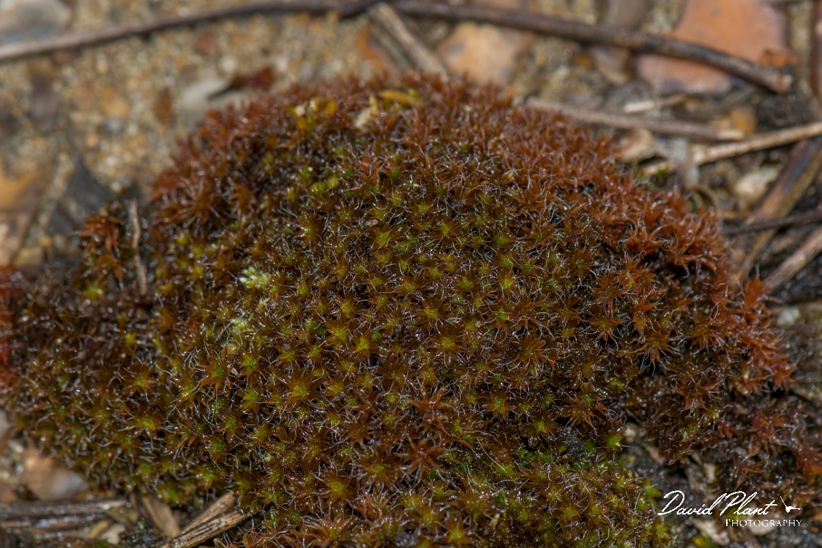 David Plant Photography - Wildlife Photography - Sand-hill screw-moss, Tortula ruralis subsp ruraliformis - A.jpg - Sand-hill screw-moss, Tortula ruralis subsp ruraliformis - Kent