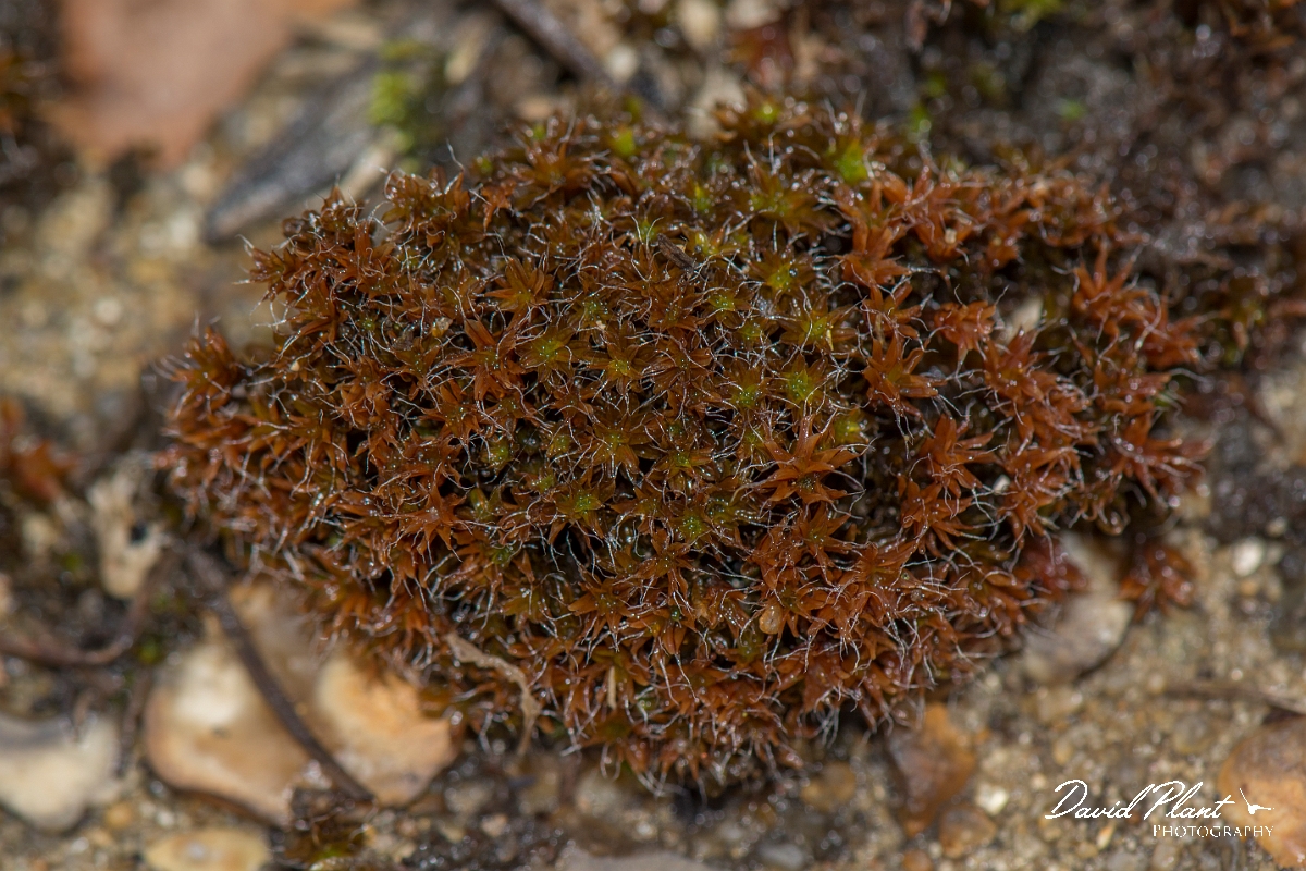 David Plant Photography - Wildlife Photography - Sand-hill screw-moss, Tortula ruralis subsp ruraliformis - B.jpg - Sand-hill screw-moss, Tortula ruralis subsp ruraliformis - Kent