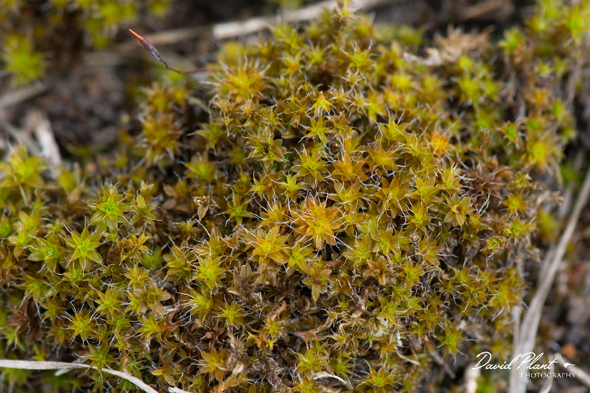 David Plant Photography - Wildlife Photography - Sand-hill screw-moss, Tortula ruralis subsp ruraliformis - C.jpg - Sand-hill screw-moss, Tortula ruralis subsp ruraliformis - Kent