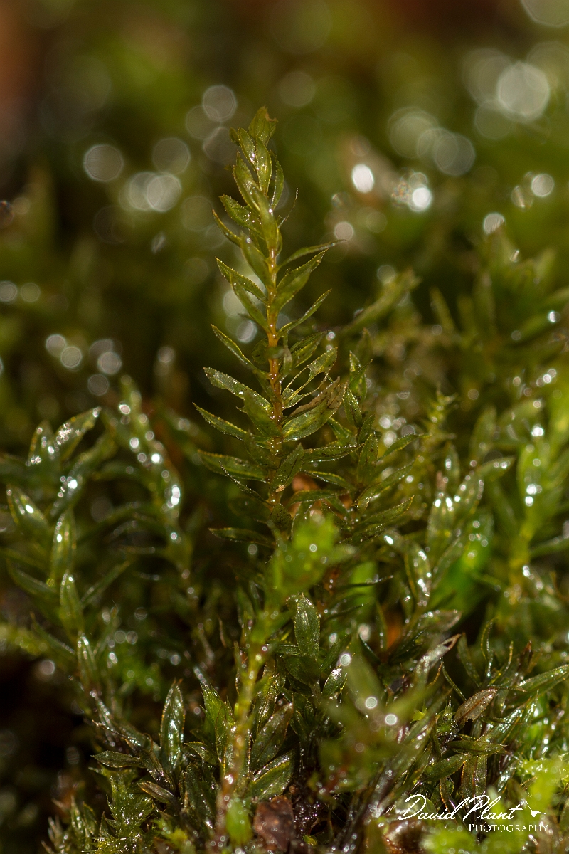 David Plant Photography - Wildlife Photography - Swan's-neck thyme-moss, Mnium hornum - A.jpg - Swan's-neck thyme-moss, Mnium hornum - Cambridgeshire