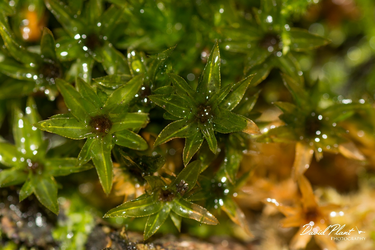 David Plant Photography - Wildlife Photography - Swan's-neck thyme-moss, Mnium hornum - B.jpg - Swan's-neck thyme-moss, Mnium hornum - Cambridgeshire