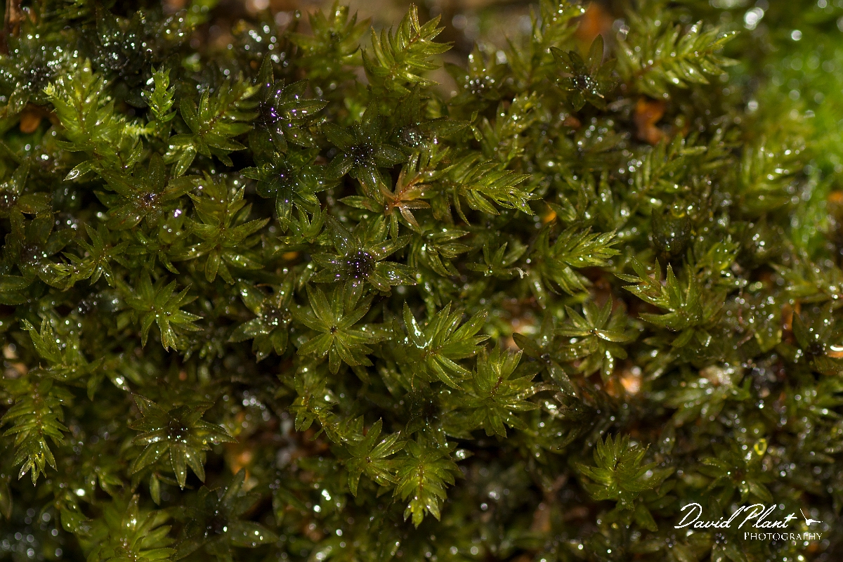 David Plant Photography - Wildlife Photography - Swan's-neck thyme-moss, Mnium hornum - C.jpg - Swan's-neck thyme-moss, Mnium hornum - Cambridgeshire