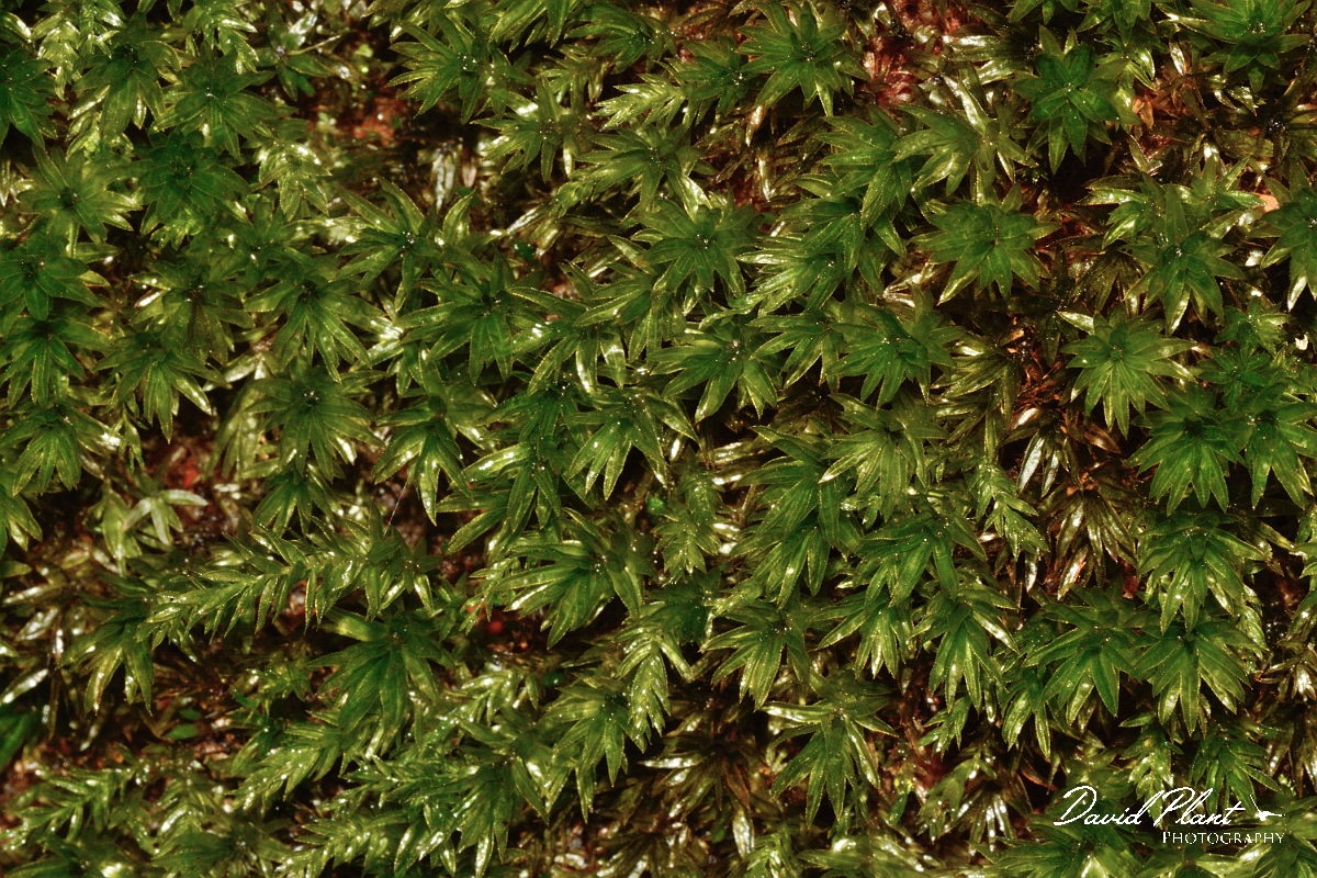 David Plant Photography - Wildlife Photography - Swan's-neck thyme-moss, Mnium hornum - D.jpg - Swan's-neck thyme-moss, Mnium hornum - Cambridgeshire