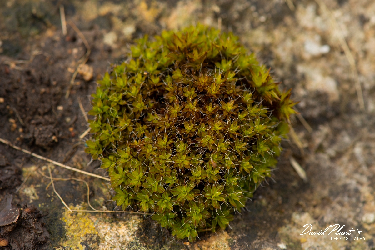 David Plant Photography - Wildlife Photography - Wall screw-moss, Tortula muralis - C.JPG - Wall screw-moss, Tortula muralis - Cotswolds
