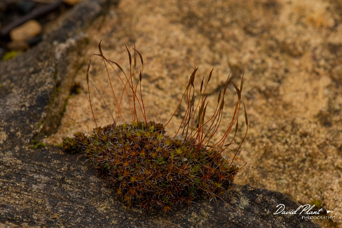David Plant Photography - Wildlife Photography - Wall screw-moss, Tortula muralis - D.JPG - Wall screw-moss, Tortula muralis - Cotswolds