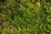 DP Photography - Wildlife Photography - Cypress-leaved plait-moss, Hypnum cupressiforme - A