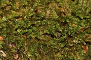DP Photography - Wildlife Photography - Cypress-leaved plait-moss, Hypnum cupressiforme - B