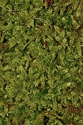 DP Photography - Wildlife Photography - Cypress-leaved plait-moss, Hypnum cupressiforme - C