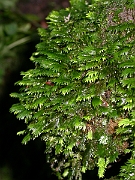 David Plant Photography - Wildlife Photographer - Fissidens taxifolius - A