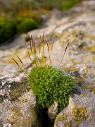 David Plant Photography - Wildlife Photographer - Tortula muralis - B