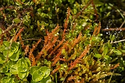 David Plant Photography - Wildlife Photography - Bryum weigelii - A