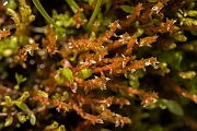 David Plant Photography - Wildlife Photography - Bryum weigelii - B