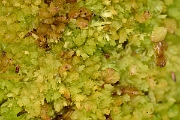 David Plant Photography - Wildlife Photography - Compact bog-moss, Sphagnum compactum - A