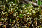 David Plant Photography - Wildlife Photography - Dotted thyme-moss, Rhizomnium punctatum - A